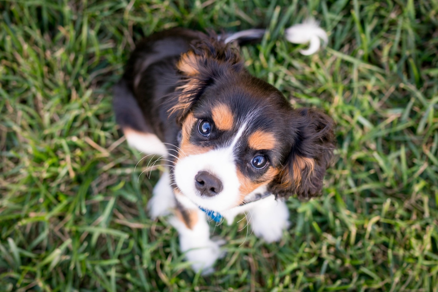 5 Essential Training Tips from Benji the Dog