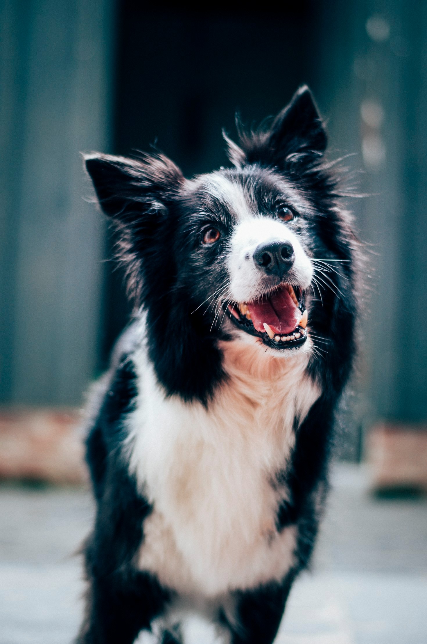 How to Choose the Best Toys for Your Pup