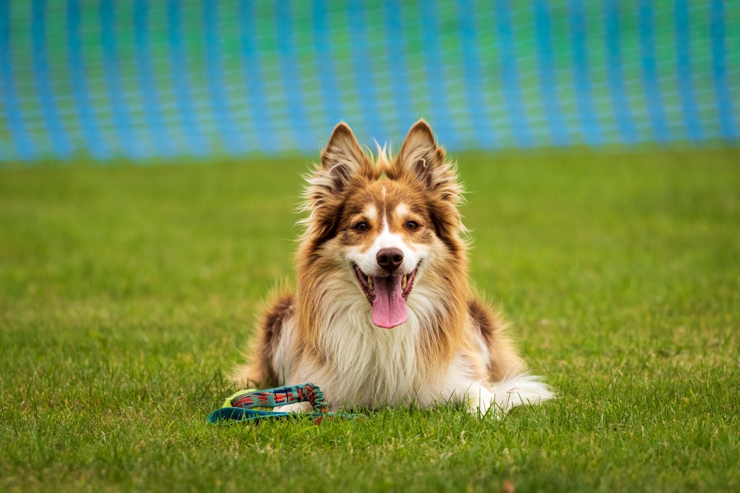 Creating a Dog-Friendly Home Environment