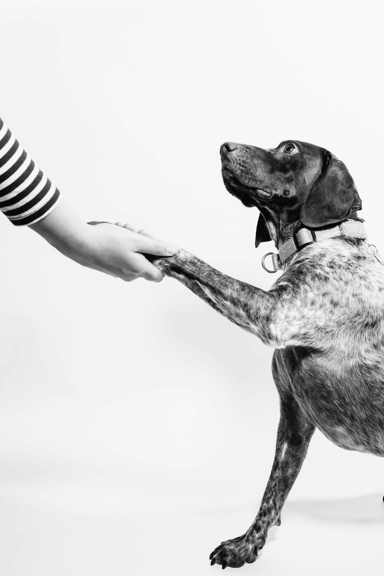 Seasonal Care Tips for Your Furry Friend